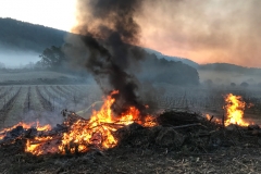 Vines at Domaine de l'Amauriqe suffered extensive frost damage