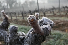Vines at Domaine de l'Amauriqe suffered extensive frost damage