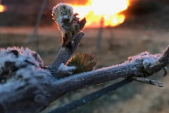 Vines at Domaine de l'Amauriqe suffered extensive frost damage