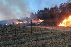 Vines at Domaine de l'Amauriqe suffered extensive frost damage