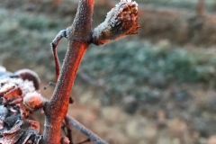 Vines at Domaine de l'Amauriqe suffered extensive frost damage