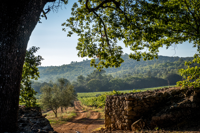 Photo of Chateau Peyrassol vineyards