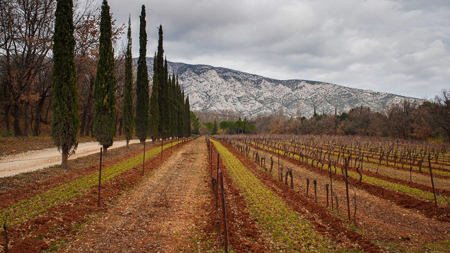 Photo of Domaine Richeaume vineyards with Mont Sainte Victoire as a backdrop